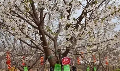 古畑任三郎完结篇 重生之死