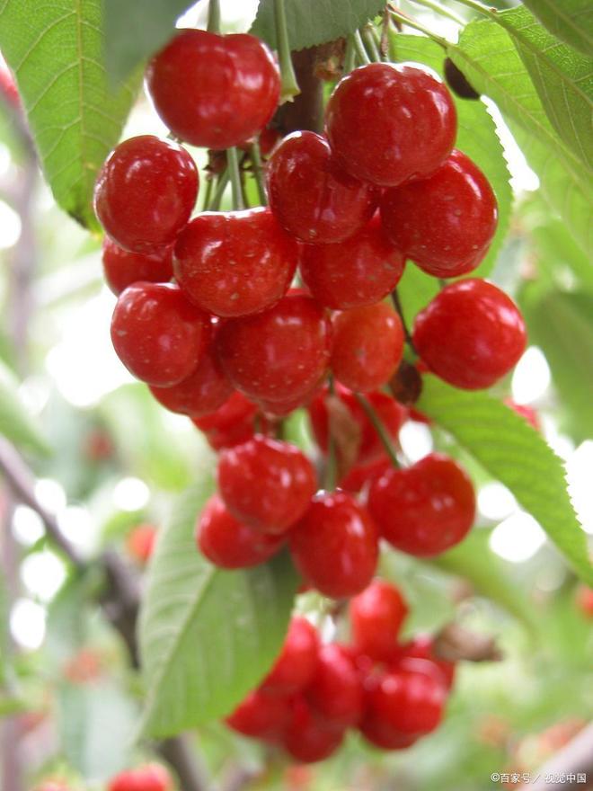 克莉丝堤：杀人网站