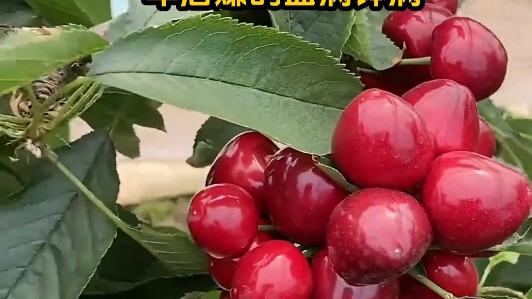 克莉丝堤:杀人网站