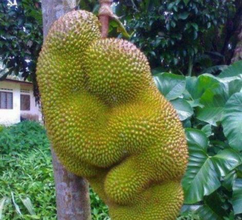 命运之夜——天之杯Ⅰ：恶兆之花 劇場版